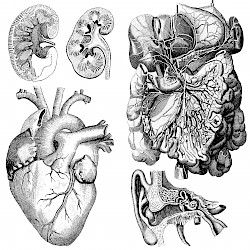 Anatomiestempel können verschiedene Organe darstellen